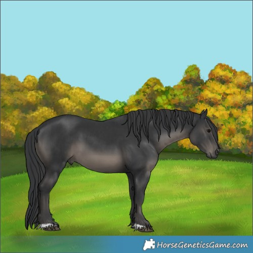 Horse Color:Black  and Black 