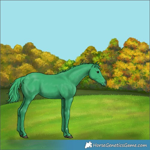 Horse Color:Unknown 
