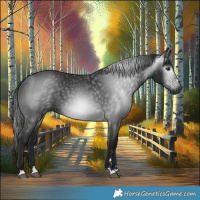 Horse Color:Gray Smoky Black 