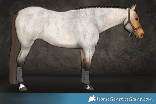 Horse Color:Buckskin Roan 