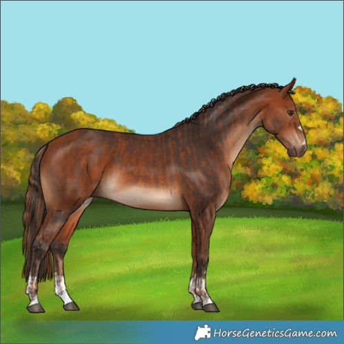 Horse Color:Chestnut  and Bay 