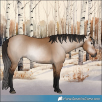 Horse Color:Gray Bay Dun 