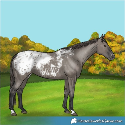 Horse Color:Grullo Appaloosa
