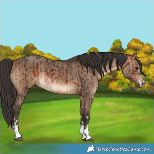 Horse Color:Brown Rabicano  and Brown Dun Rabicano 