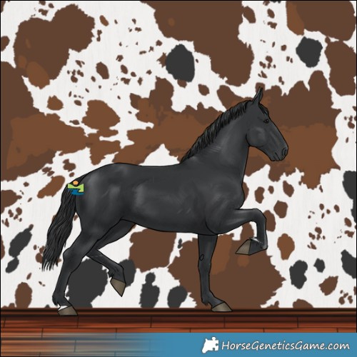 Horse Color:Black 