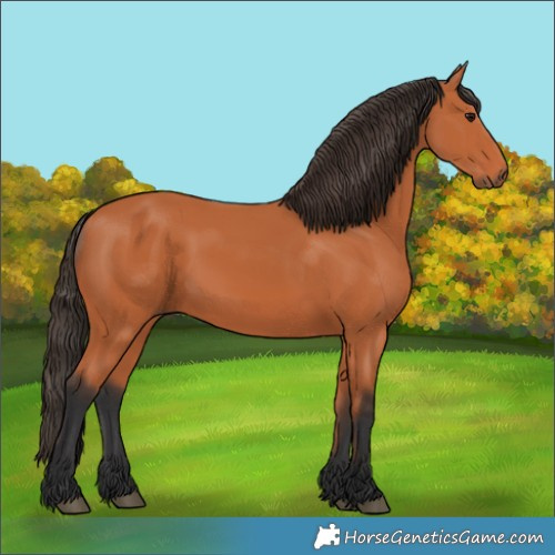 Horse Color:Bay 