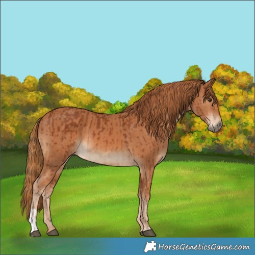 Horse Color:Chestnut  and Chestnut 