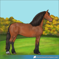 Horse Color:Bay 