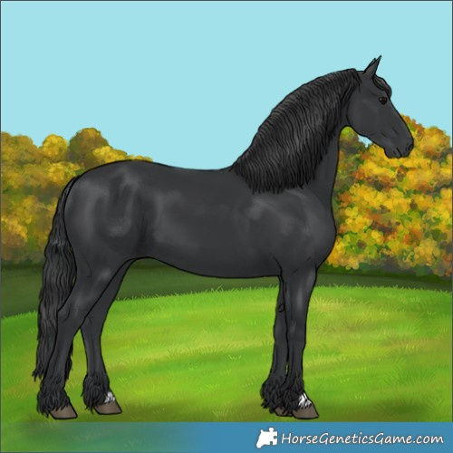 Horse Color:Black 
