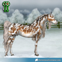 Horse Color:Liver Chestnut Mushroom Skewed LP Spotted  and Chocolate Palomino Mushroom Skewed LP Spotted 