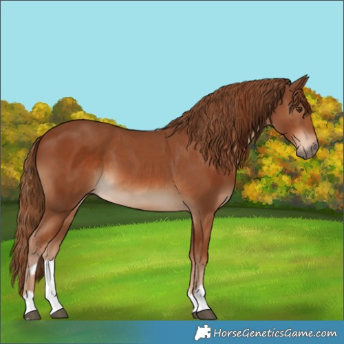 Horse Color:Chestnut and Chestnut