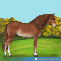 Horse Color:Chestnut  and Chestnut 
