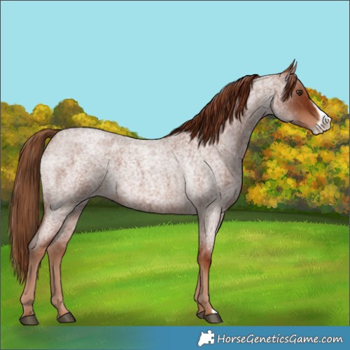 Horse Color:Red Roan Frame