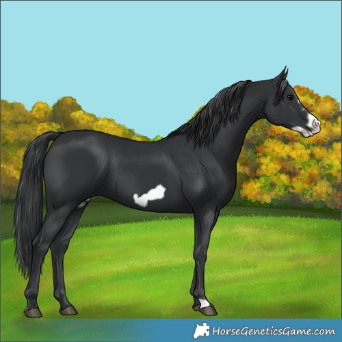 Horse Color:Black Frame 
