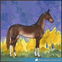 Horse Color:Liver Chestnut Tobiano