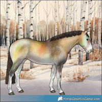 Horse Color:Buckskin Onyx Sabino Rabicano 