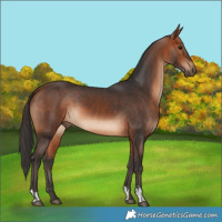 Horse Color:Bay  and Bay 