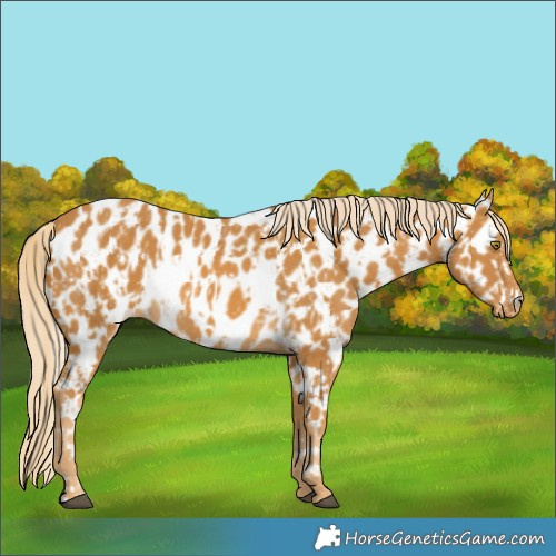 Horse Color:Palomino Appaloosa  and Palomino Appaloosa 