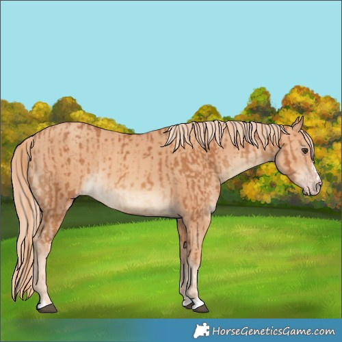 Horse Color:Chestnut  and Gold Champagne 