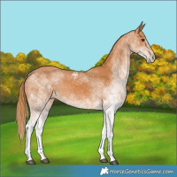 Horse Color:White Spotted Chestnut