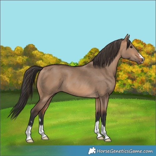 Horse Color:Bay Dun 