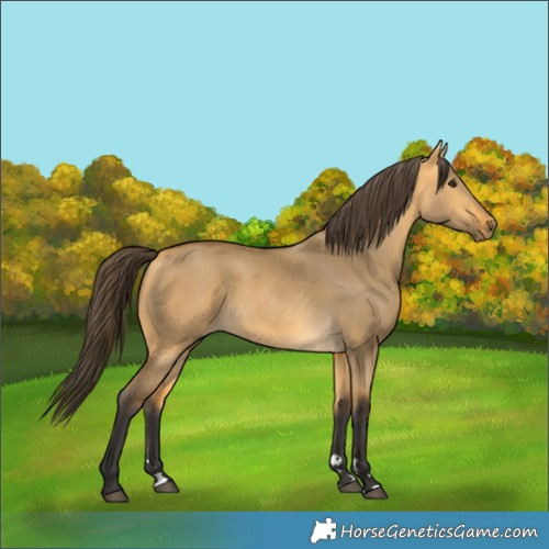 Horse Color:Buckskin Dun 