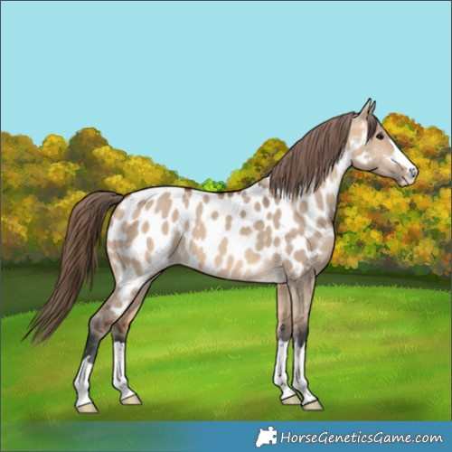 Horse Color:Bay Dun Appaloosa 