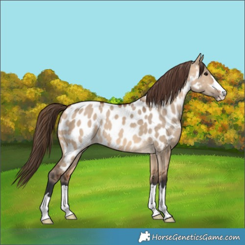 Horse Color:Bay Dun Appaloosa 
