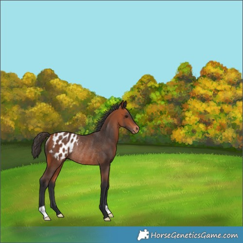 Horse Color:Bay Appaloosa Rabicano 
