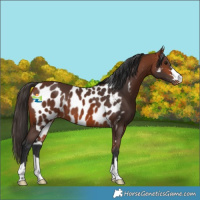 Horse Color:Bay Skewed Appaloosa 