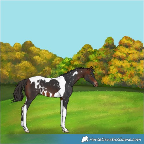 Horse Color:Bay Tobiano Skewed Appaloosa 