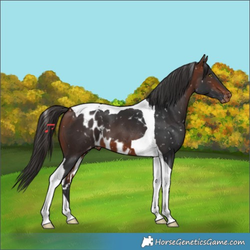Horse Color:Bay Tobiano Skewed Appaloosa 