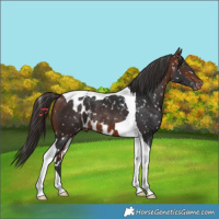 Horse Color:Bay Tobiano Skewed LP Spotted