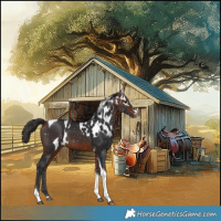 Horse Color:Bay Tobiano Skewed Appaloosa 