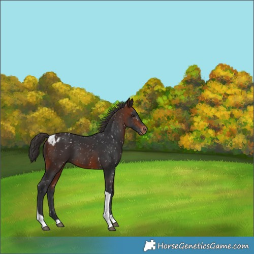 Horse Color:Bay Tobiano Skewed Appaloosa 