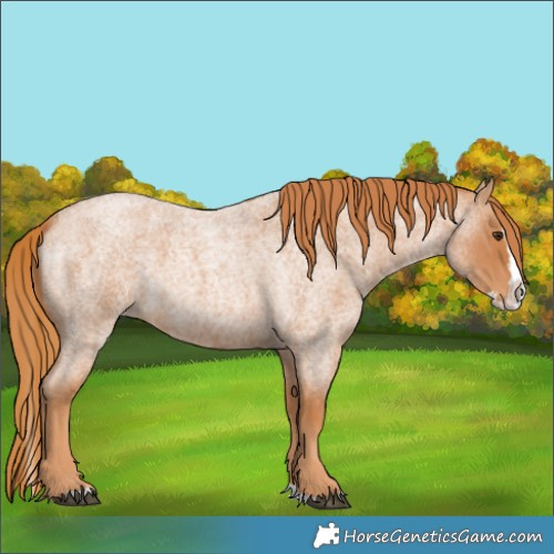 Horse Color:Red Roan Splash 