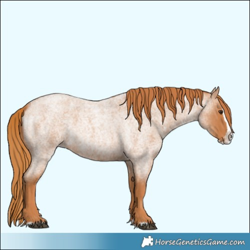 Horse Color:Red Roan Splash 