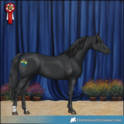 Horse Color:Black 