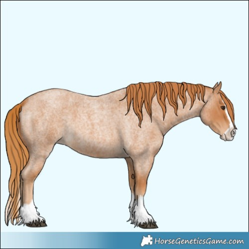 Horse Color:Red Roan Splash 