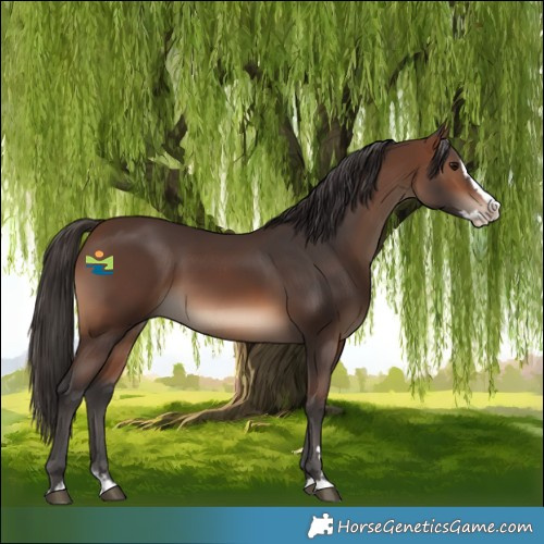 Horse Color:Brown Splash 