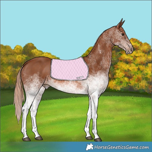 Horse Color:White Spotted Chestnut 