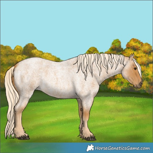 Horse Color:Palomino Roan 