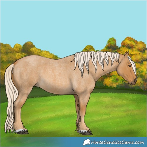 Horse Color:Palomino Roan 
