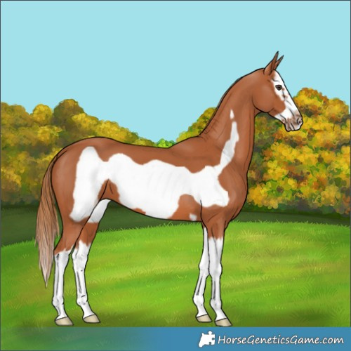 Horse Color:Chestnut Splash Frame 