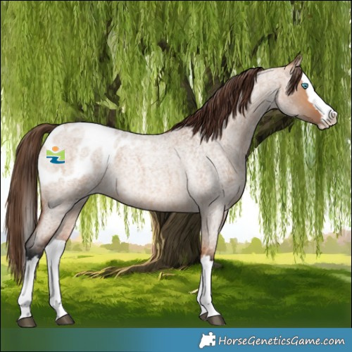 Horse Color:Bay Roan Dun Splash Appaloosa 