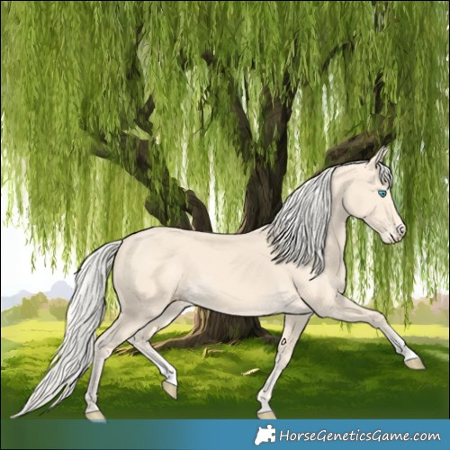 Horse Color:Cremello Splash  and Cremello 