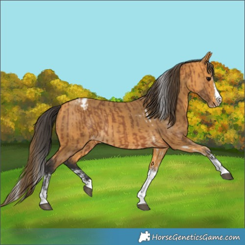 Horse Color:Bay Splash Tobiano Appaloosa and Buckskin Splash Tobiano Appaloosa