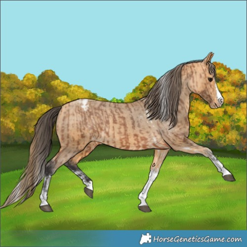 Horse Color:Bay Splash Tobiano Varnish  and Buckskin Splash Tobiano Varnish 