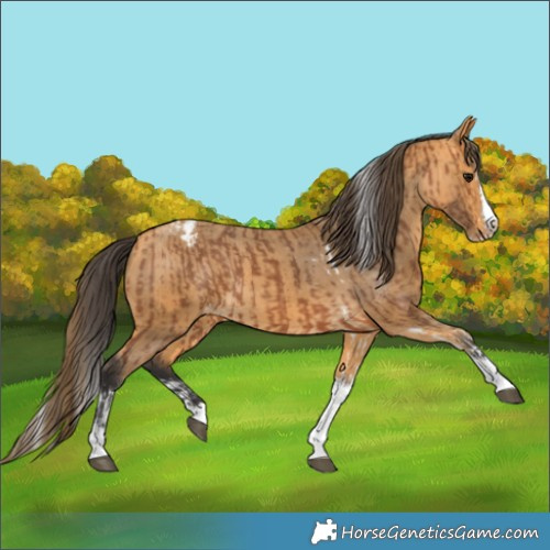 Horse Color:Bay Splash Tobiano Appaloosa  and Buckskin Splash Tobiano Appaloosa 