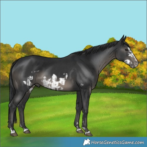 Horse Color:Black  and Black Frame 
